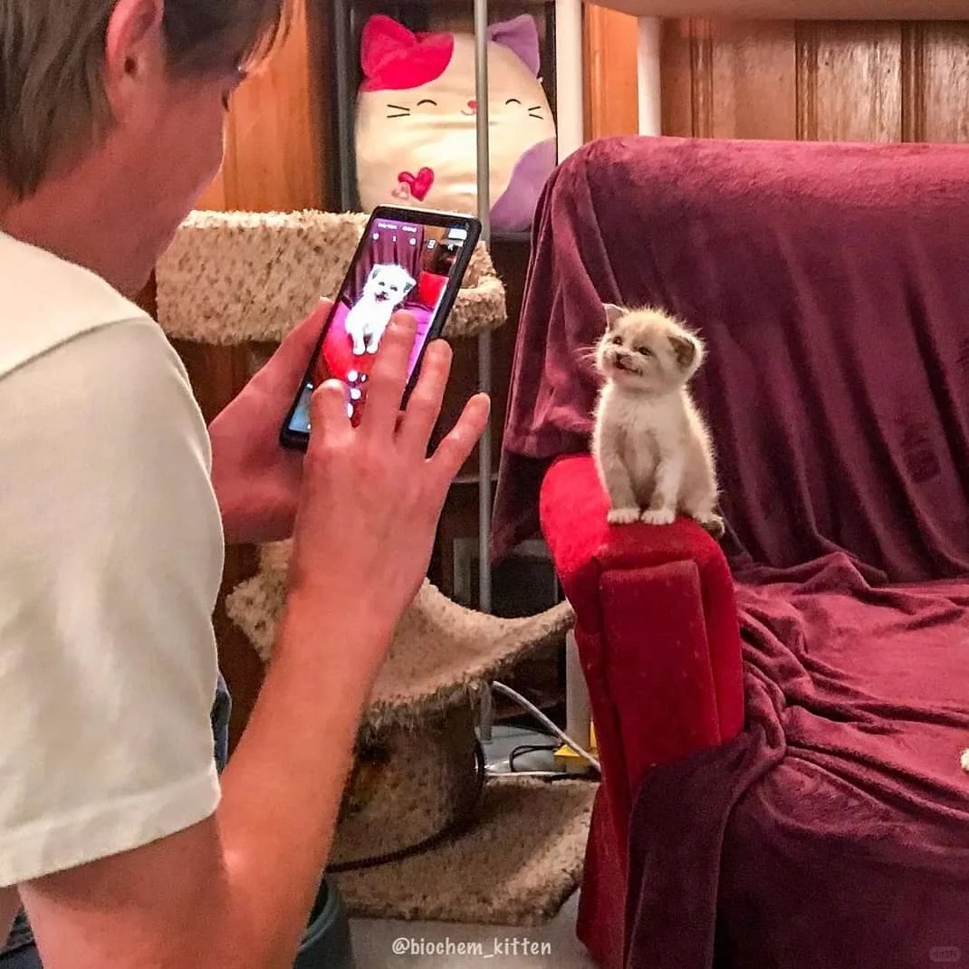 特别经典的一组
特意去查了下，小猫名叫blossom🌸，猫如其名~