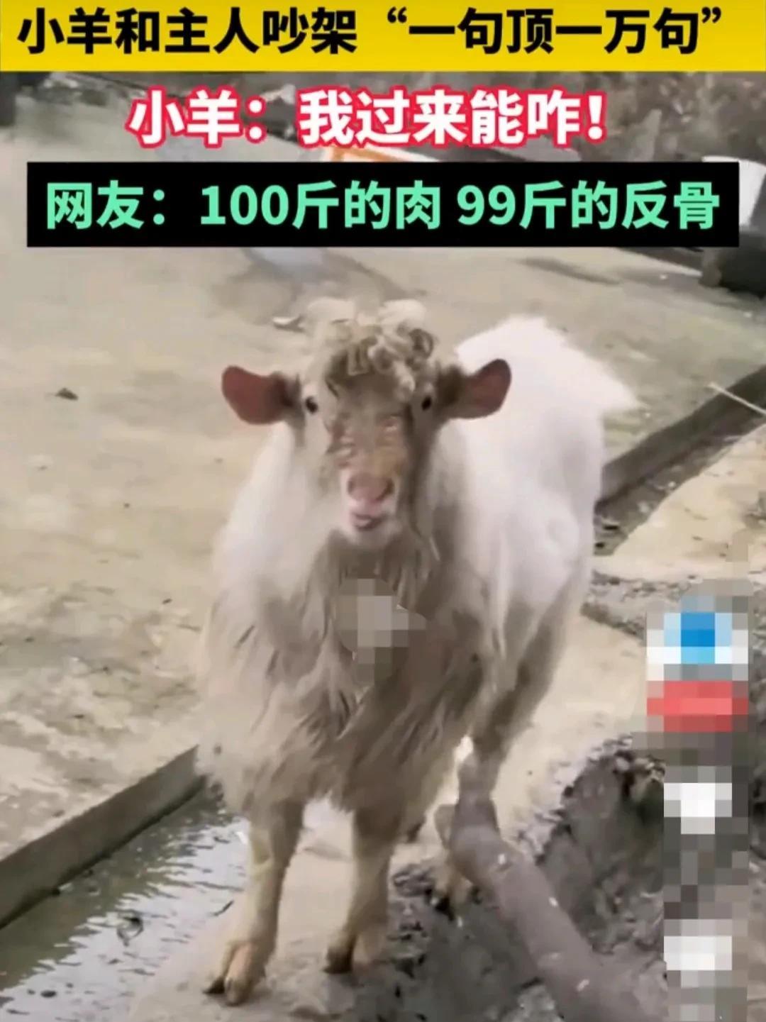 贵州遵义，小山羊和主人因故吵架。主人骂一句，山羊回怼十句。它的一双小眼睛，怒目圆