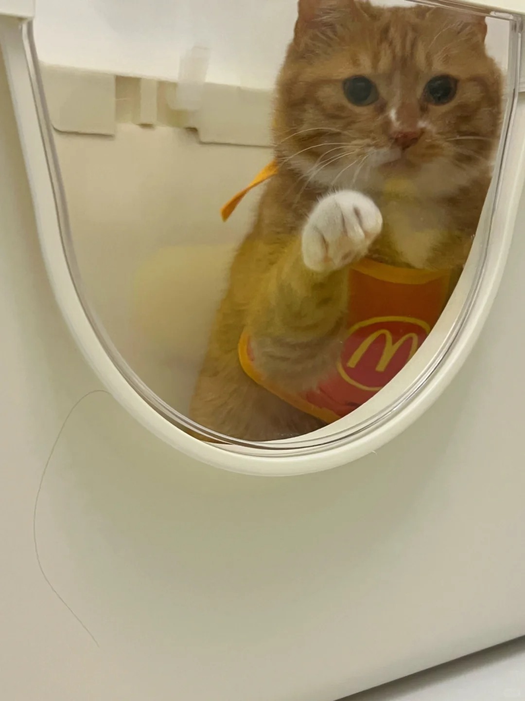 喂，戳戳手机撒点猫粮来