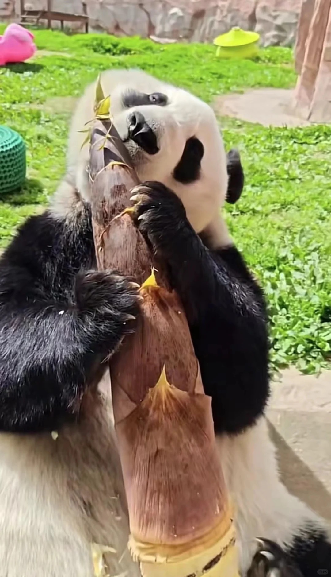 腮帮子都咬酸了