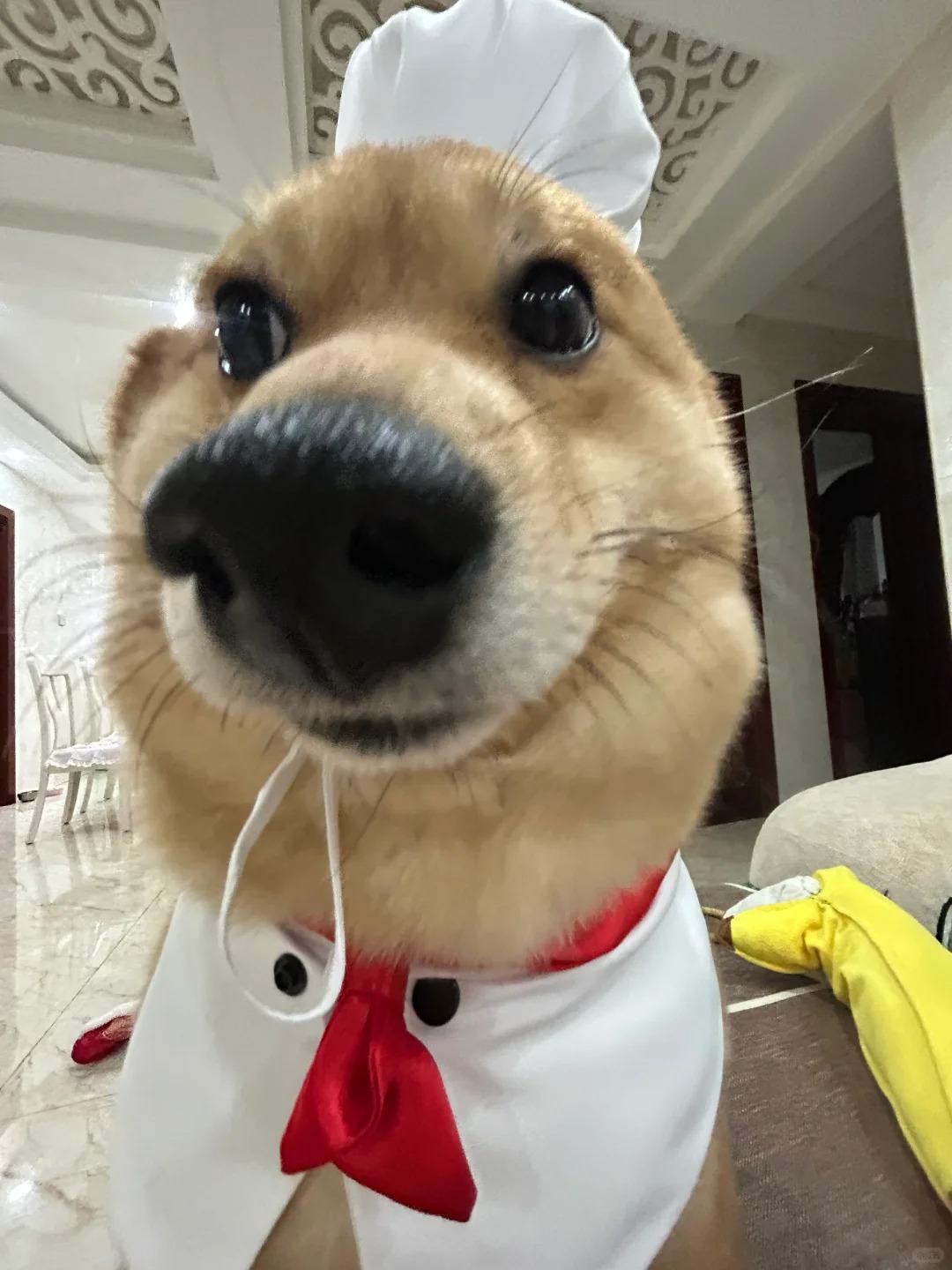 催什么催 烧菜呢