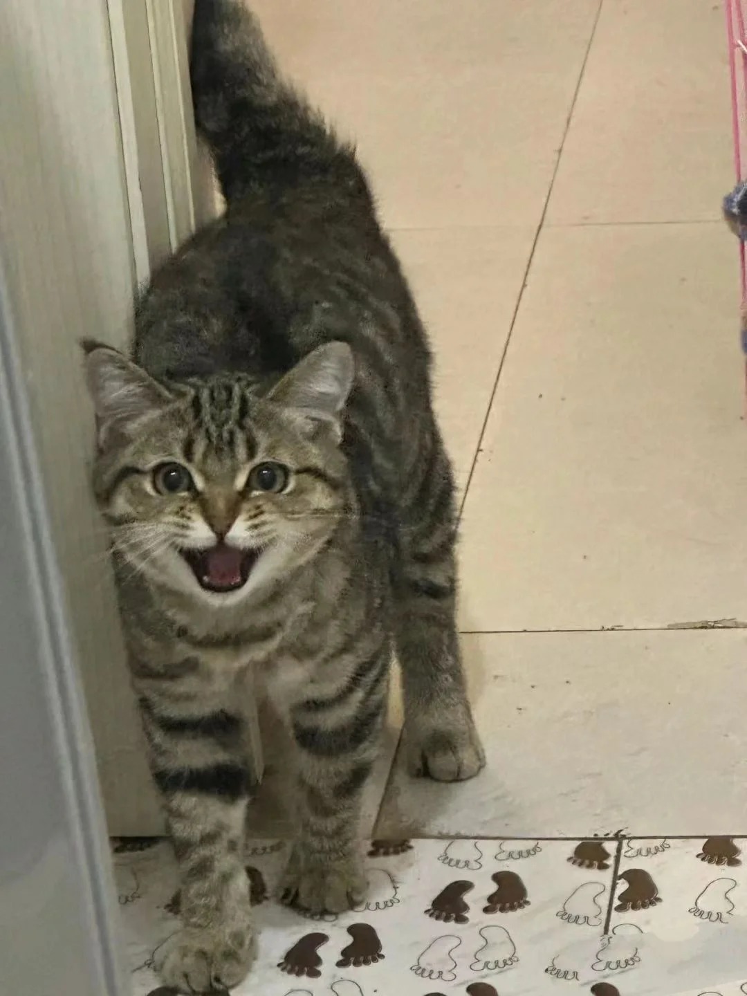 狸花猫不好看？都给我上神图！
#我的狸花猫 #狸花猫 #我的猫 #猫
狸花猫怎么