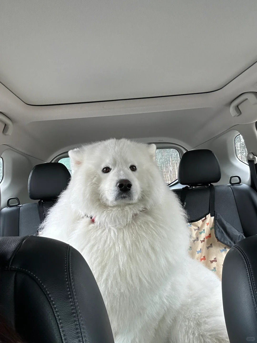 我的耶耶到底是熊版还是狼版🤔
正面嘴短侧面嘴长
不管熊版还是狼版姐姐依然爱你?