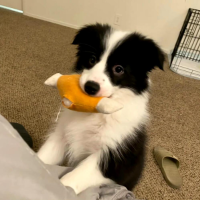 半夏时光梦如歌