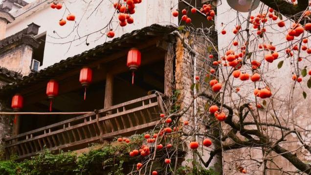 皖南“老屋门口柿子树”火了，一树成景，硕果累累，众人慕名前往