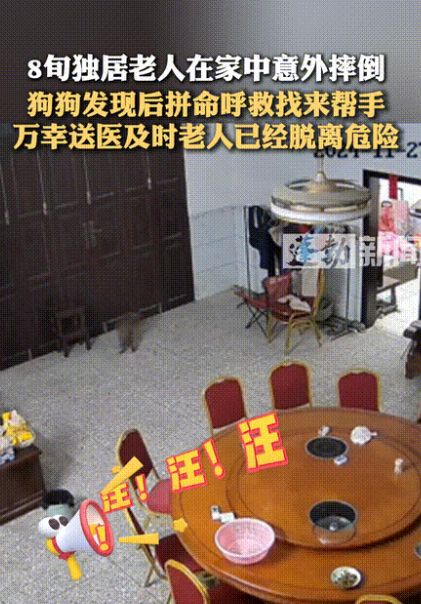 这是一条护主神犬！84岁独居老人在家摔倒，小狗急得四处喊叫，却无能为力！不料，狗