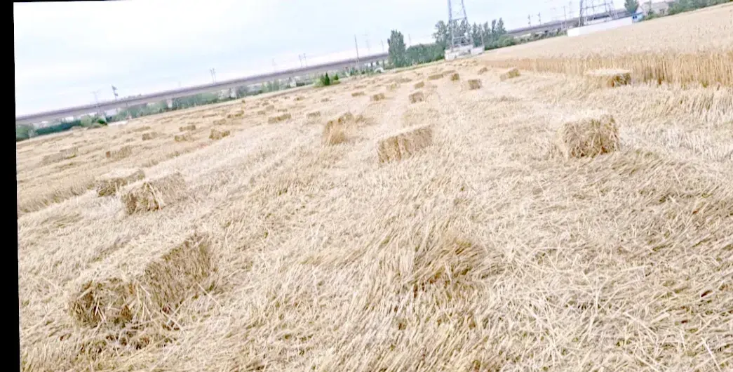 农民种地要受到自然灾害的威胁，秸秆禁烧又人为地限制了农民种地的自由，秸秆禁烧的结