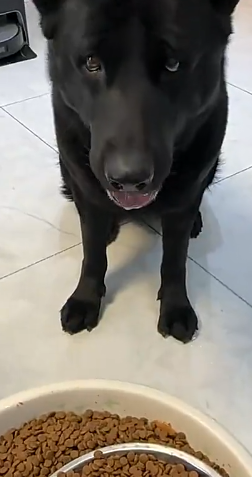 狗子的眼神真是发自内心的