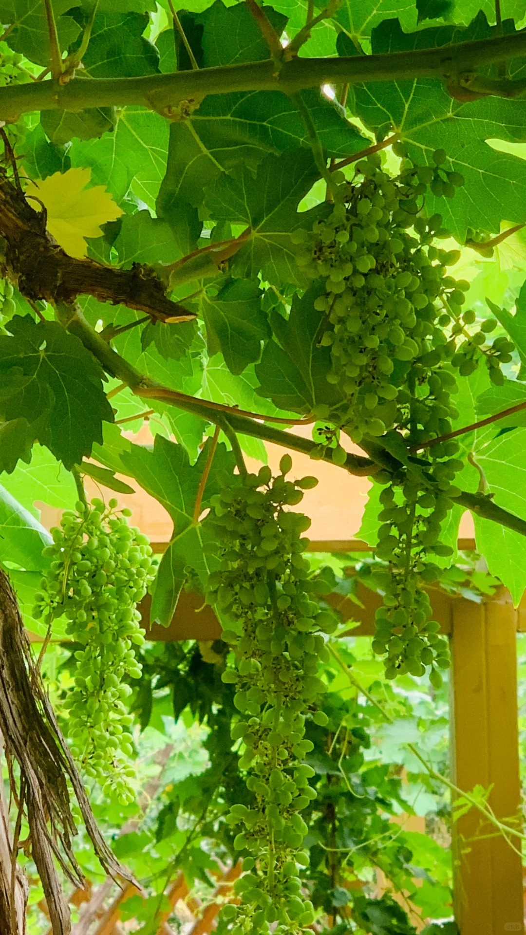 吐鲁番！搭子说现在的葡萄还没她鼻孔大
#吐鲁番 终于来到了语文课本上的吐鲁番，抬