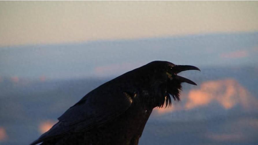 2400年的孔子墓地，为何“乌鸦不栖，蛇鼠不侵”？圣人保佑吗？