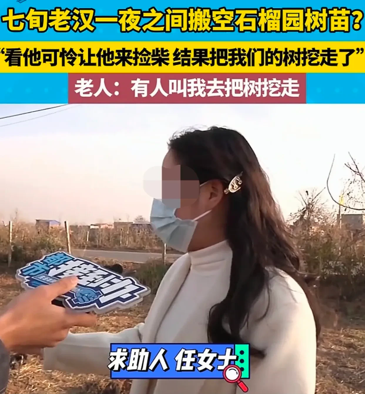 老人就可以无法无天？河南郑州，任大伯家的石榴园，20多棵石榴树一夜之间被人全部挖