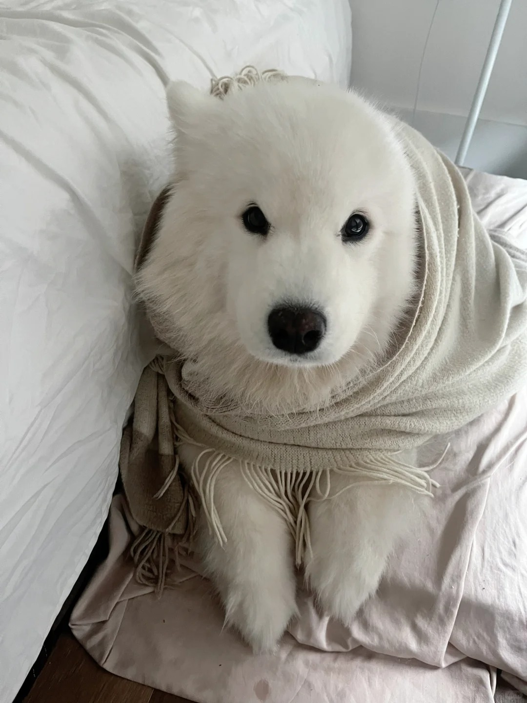 怎么有这么可爱的小大狗