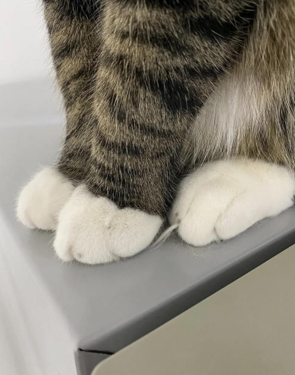 小猫咪的脚脚有多搞笑？你袜子开线了？