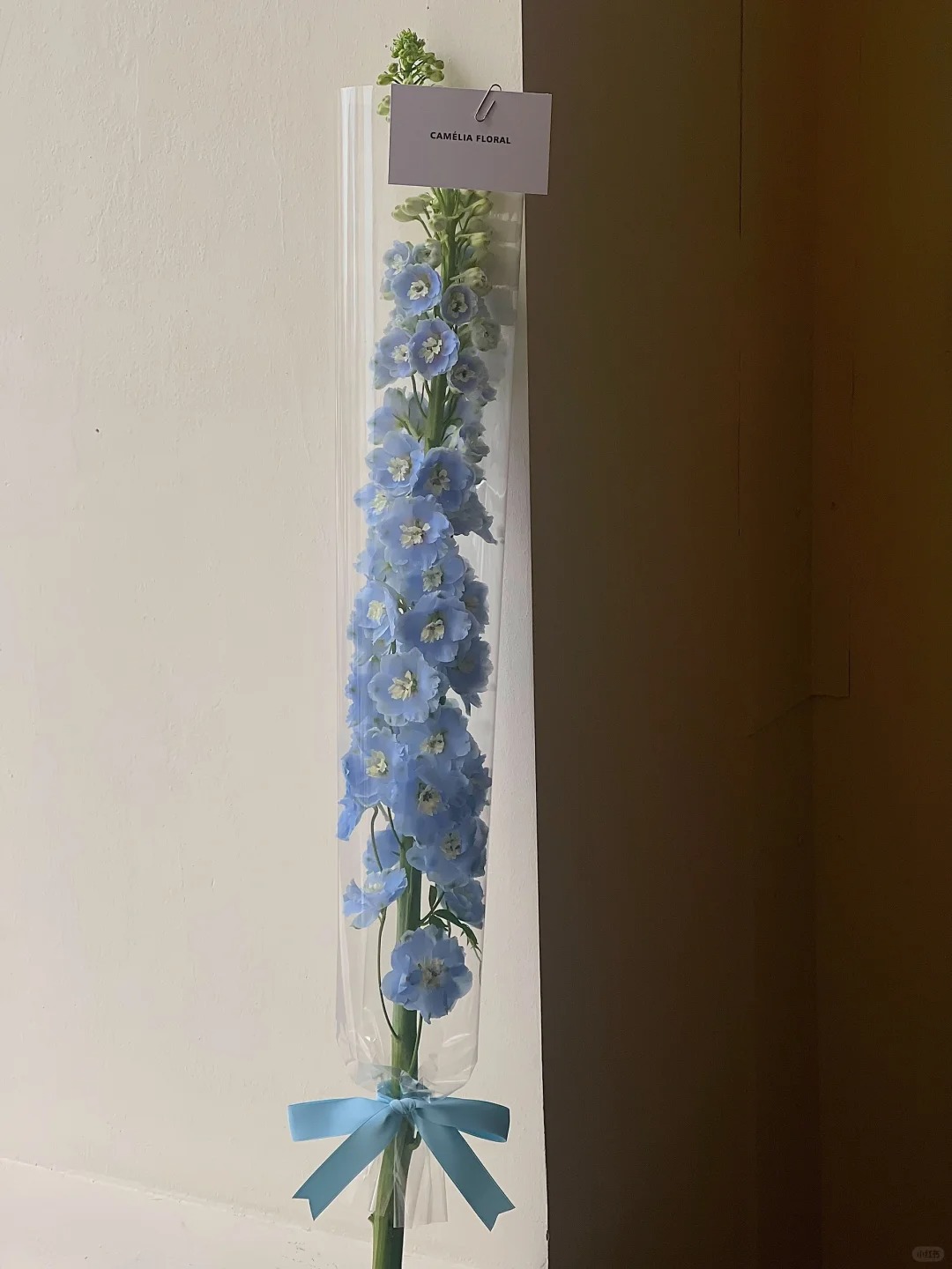 见面小花束🪻单枝也可以很独特