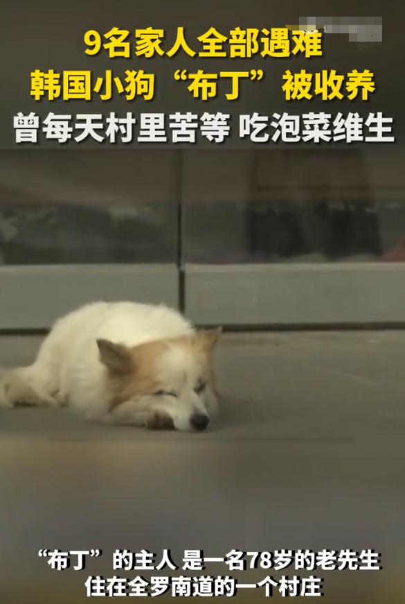 9名家人全部遇难，这户人家的小狗“布丁”，目前已被动物保护组织收养。

动物保护