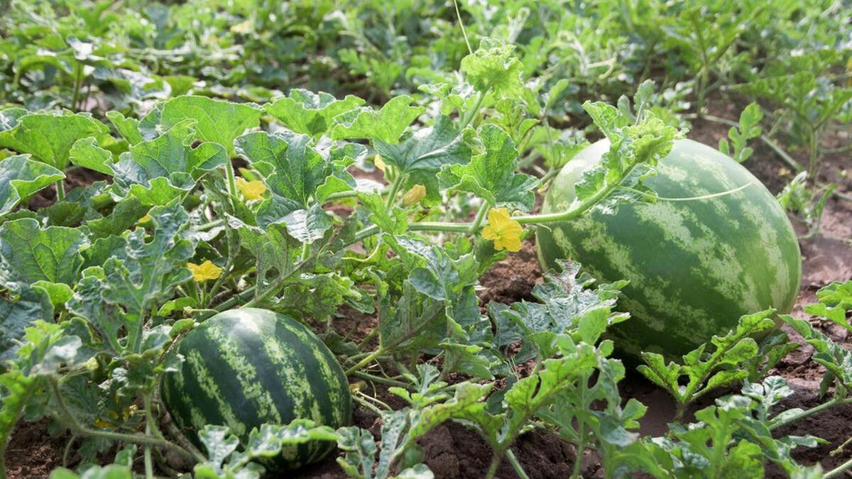 种大西瓜的秘诀：压藤技术，让你的果实大而甜！