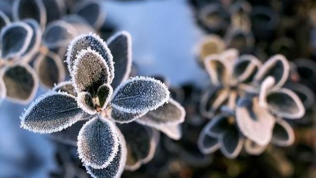 最怕霜降一日晴？明日霜降，今年冬天雪大不大、冷不冷？答案来了