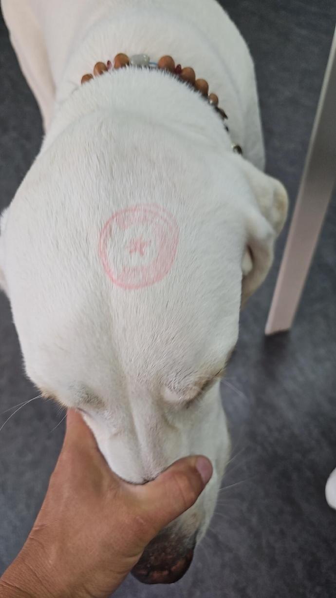 要是我看到这个场景真的是会心态爆炸