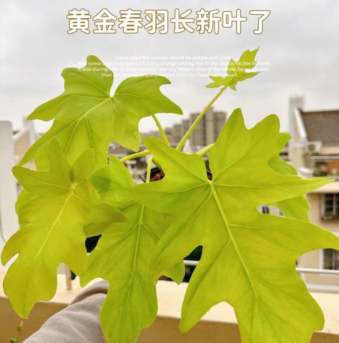 
黄金春羽竟然偷偷长了新叶[照相机]怪好看咧！
阴雨天，黄金春羽竟然可以这般温暖