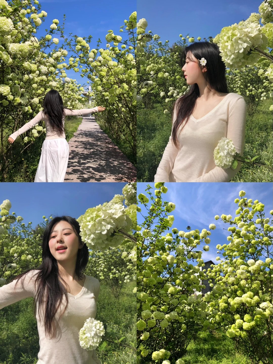泸州｜丰乐百花谷的木槿绣球纯白无暇
替姐妹们又打卡到可以美美拍花的地方啦。地方有