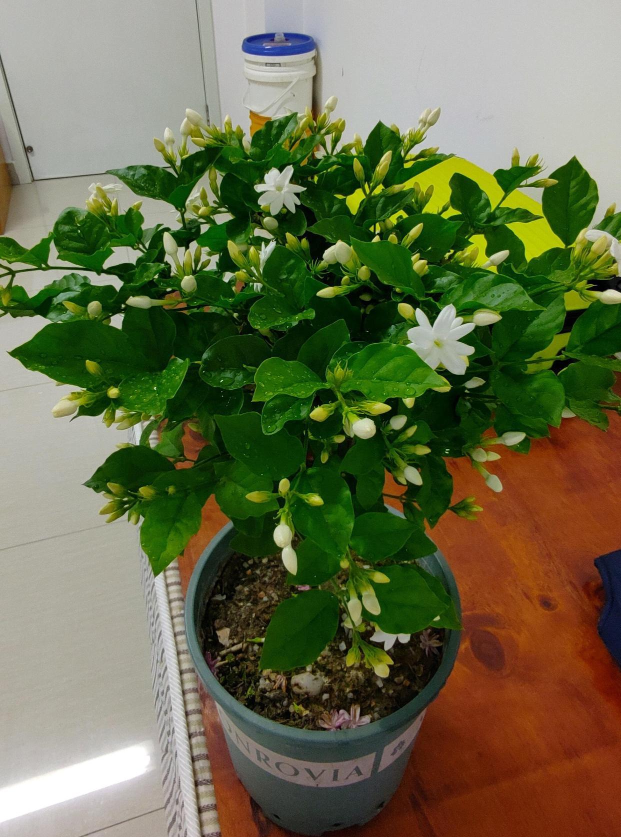 茉莉花界的“芳香王”——笔尖茉莉，每次开花时，都会散发浓郁的芳香，真正的“花开时