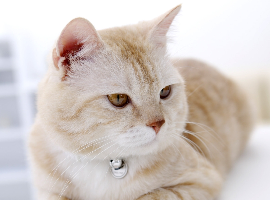猫咪眼睛颜色知多少，异瞳不代表就有病，快来瞅瞅！