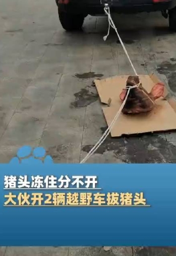 内蒙古锡林郭勒盟。猪头冻住分不开，大伙巧用2辆越野车拔猪头：弄开以后就进肚了，很