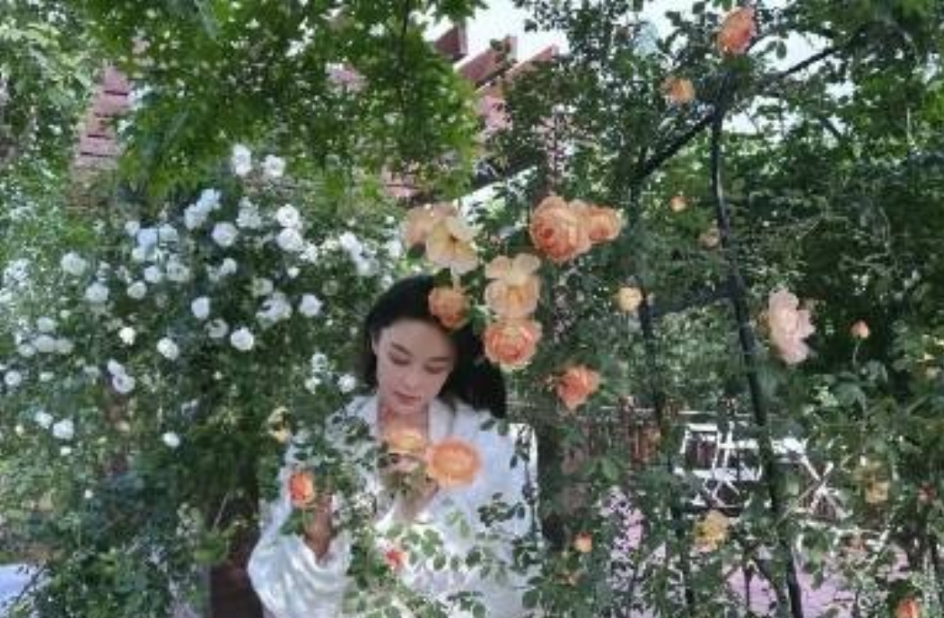 张馨予家有个花园，这一墙的果汁阳台玫瑰花，也太漂亮了！