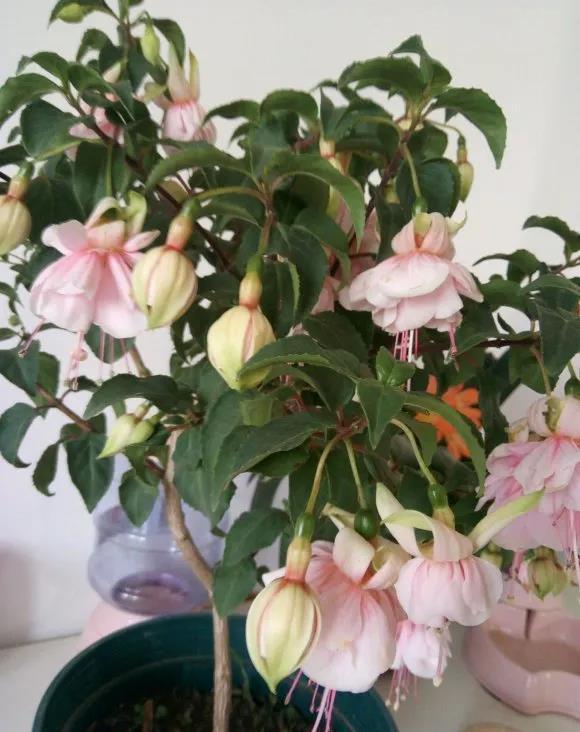 






倒挂金钟本身喜欢在凉爽湿润的环境里面生长，它的植株怕酷暑闷热和雨淋