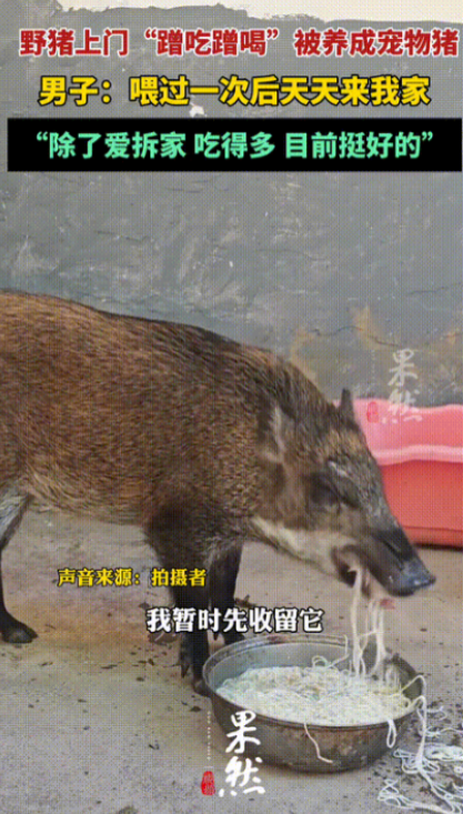 12月3日，广东一小伙家里闯进一头野猪，他试着喂了一盆面条，不料，野猪竟连续7天
