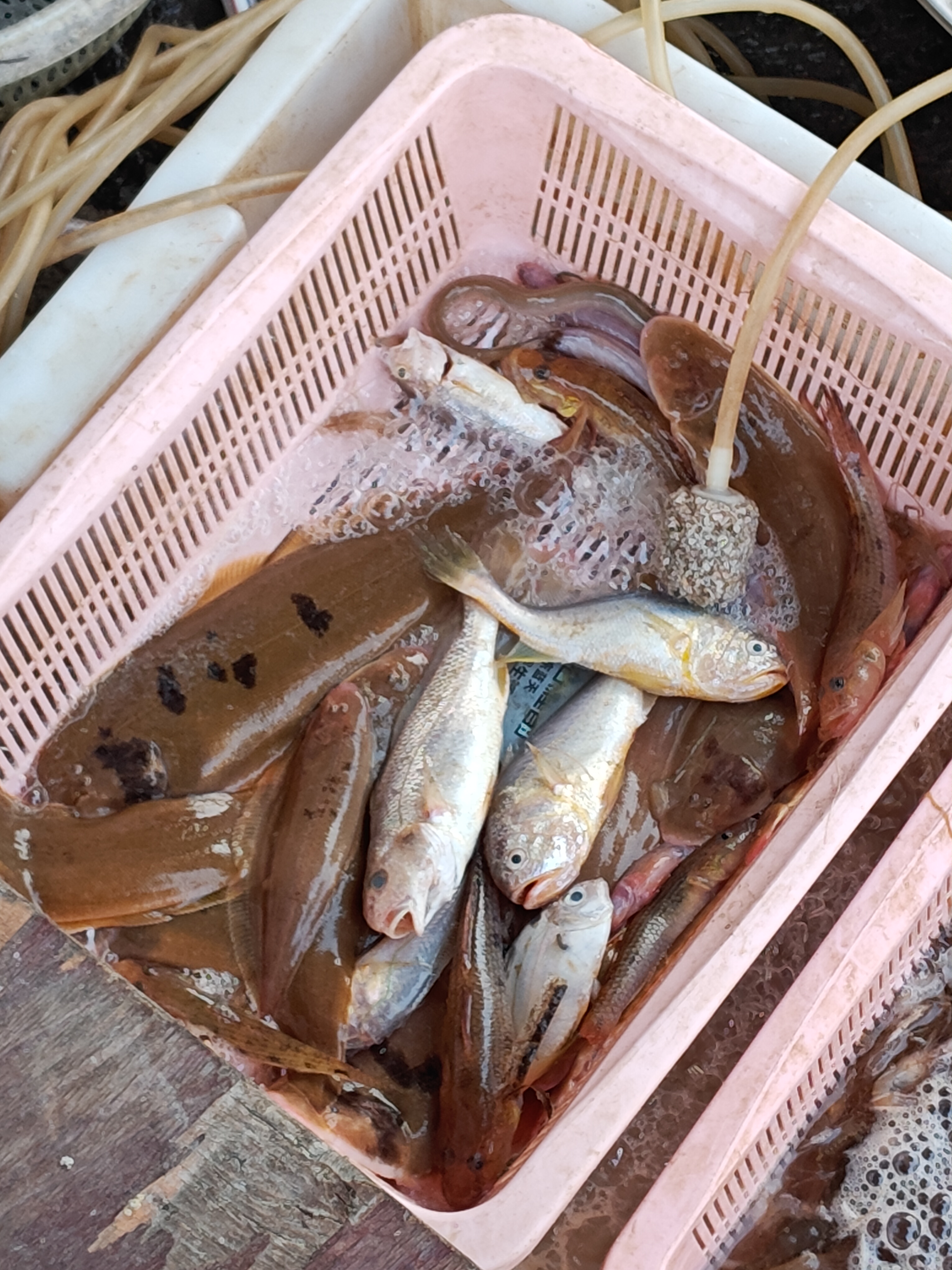 本港小杂鱼