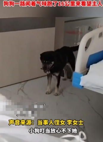 最近，贵州雷山有个暖心事儿。有位主人身体不舒服，就一个人去卫生院打针了。结果，家