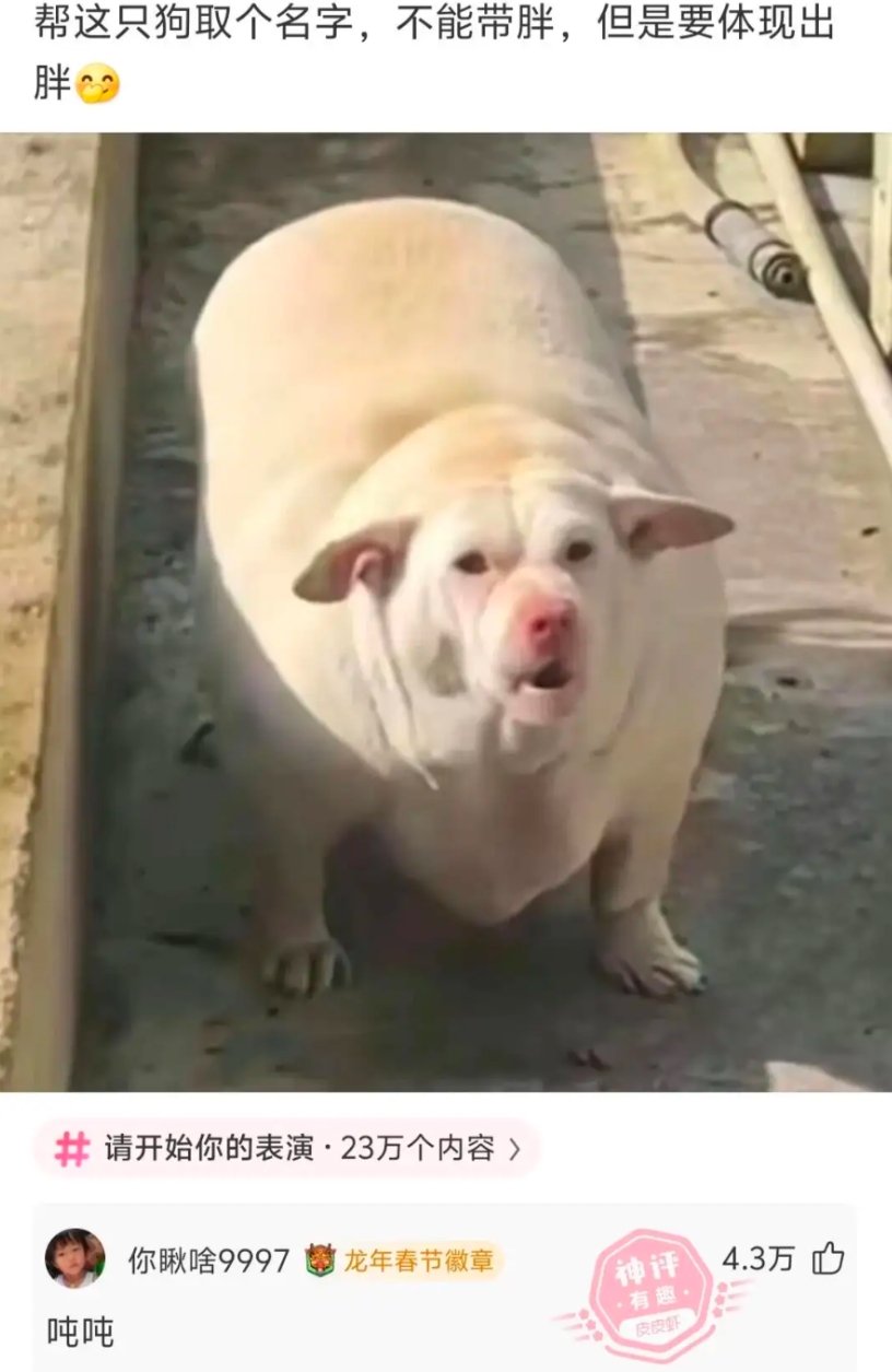 他怎么看起来这头猪有点像狗呢？怪怪的。