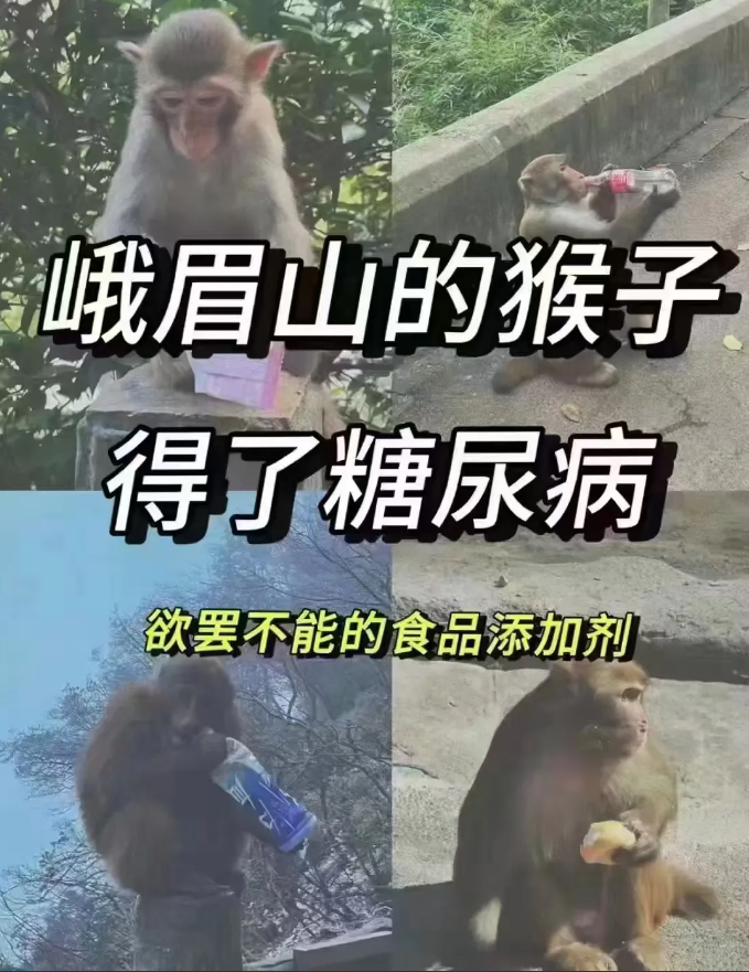 事实证明，吃多了真的会出问题！
据网上新闻报道，峨眉山 85% 的猴子都得了糖尿