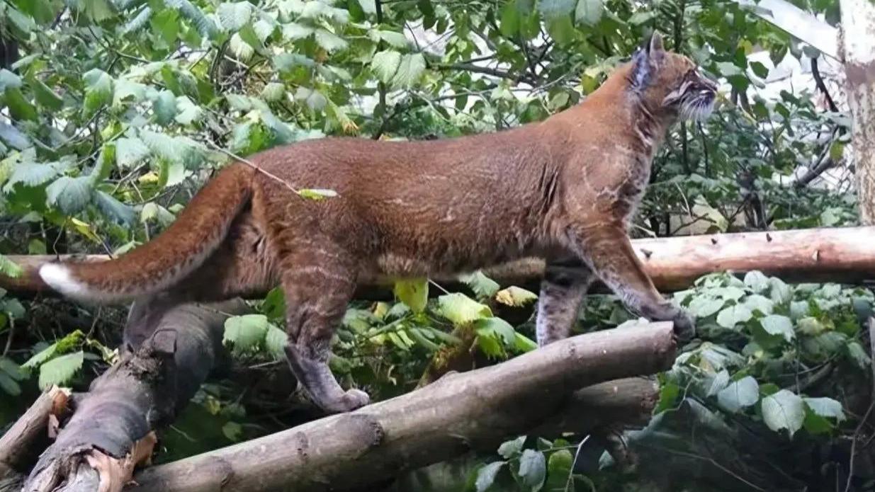 神秘“黄虎”号称“林中战神”！现身甘肃林区，体长超1.2米！