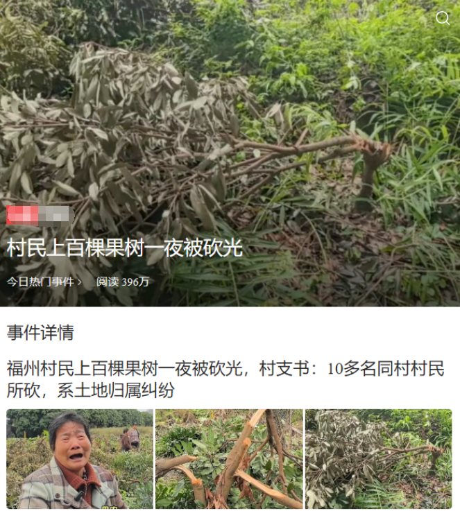 福建福州，一大姐联合2名果农辛苦种了6年的果树，却没想到这300余棵树在一夜之间