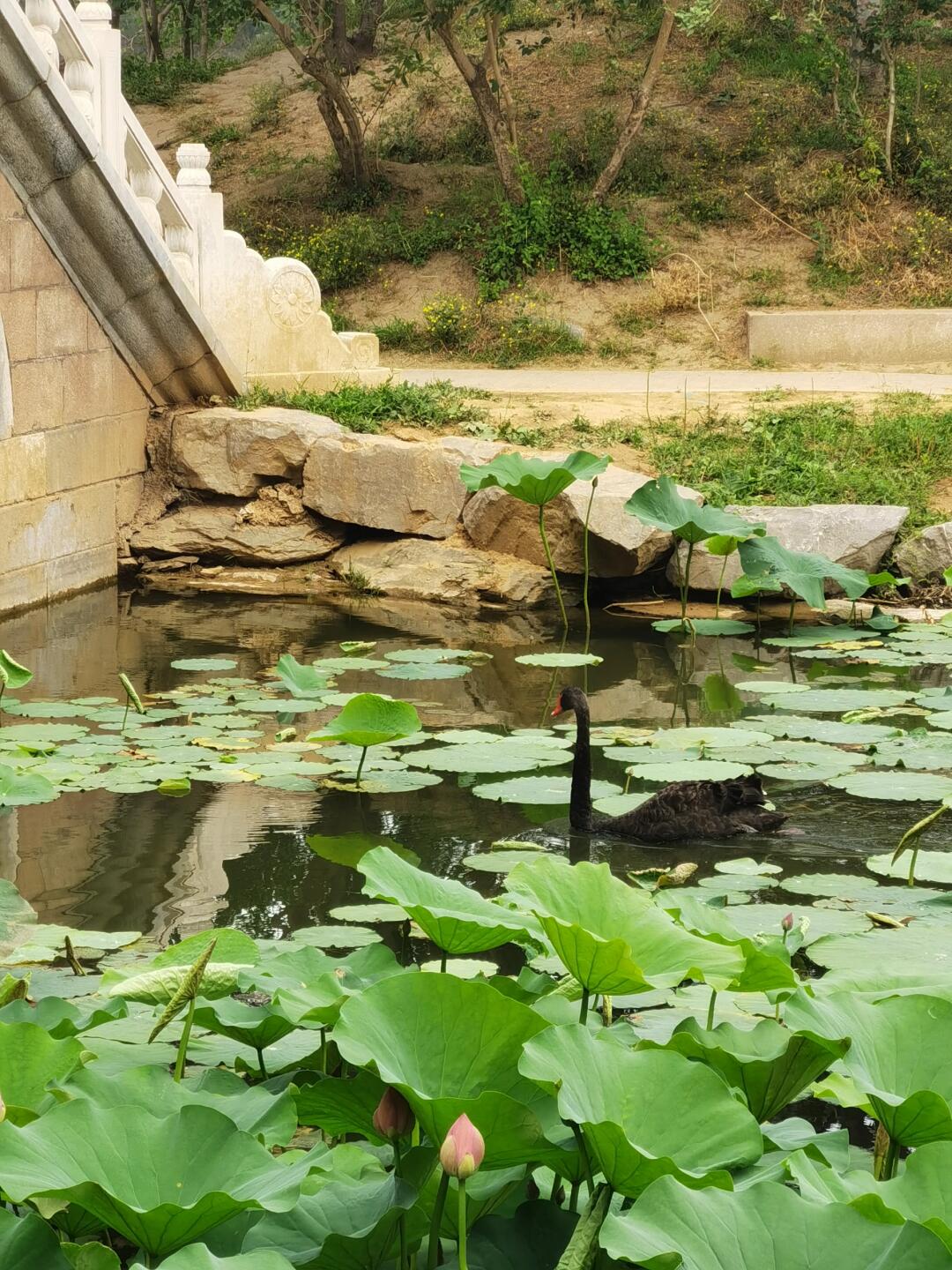 圆明园别去看遗址，本地人攻略这样玩