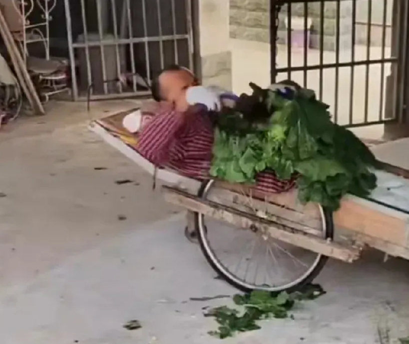 不是我对残疾人有偏见，躺板车养鹅这个事根本不可能。

第一，菜从哪儿来？我小时候