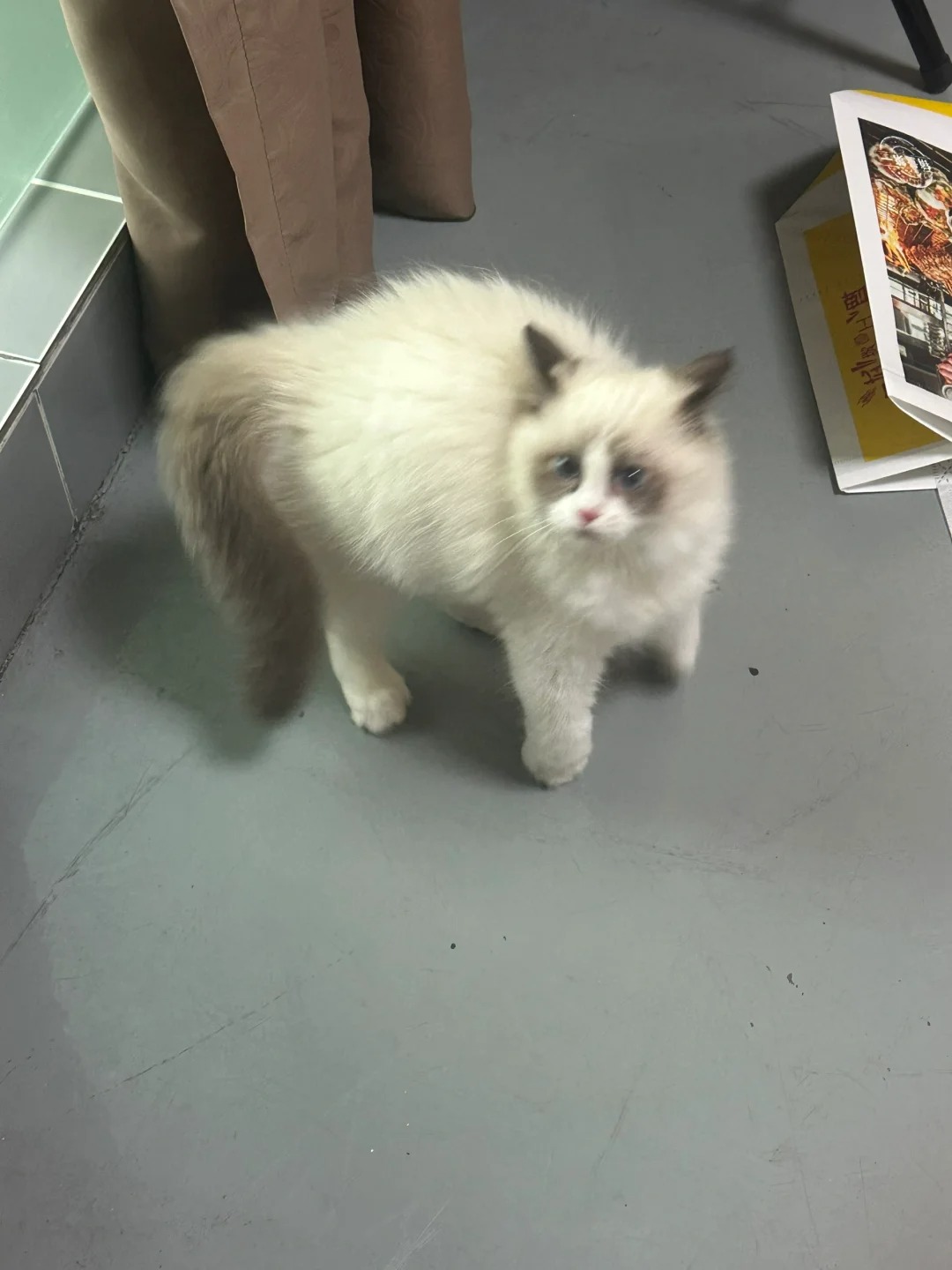 猫猫这样正常吗
猫猫自己来回跑跑累了，我没有搭理她，然后她坐下喘气，我回个头看她