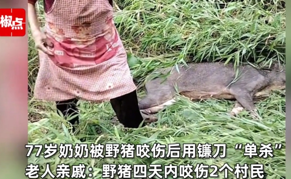 比武松还厉害！云南，一名77岁老太上山割菜，突然遭到野猪袭击，没想到，老太展现出