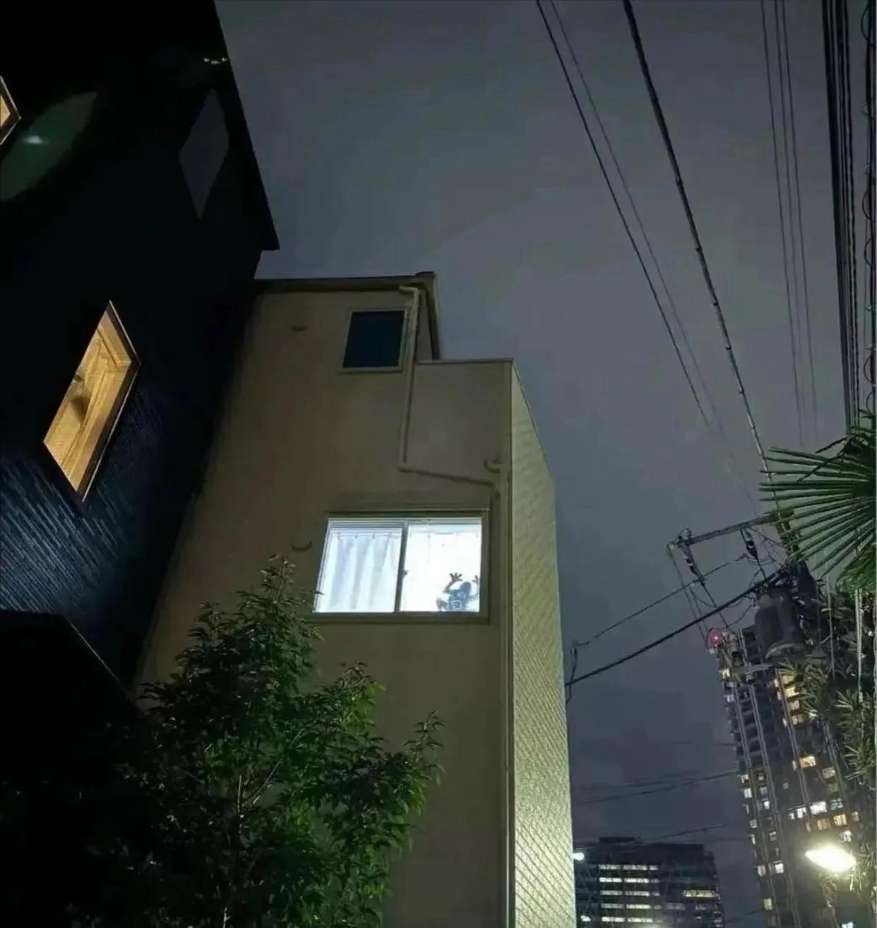 谁家有这么大一个青蛙啊，挂在窗户上还有点吓人呢！