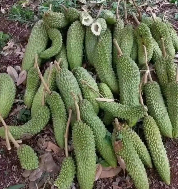 在广西种植的榴莲，结果长成了这个样子