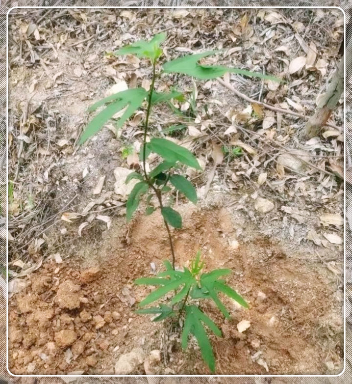 发现山上的植物，挖回去种植，家禽受损严重啊。