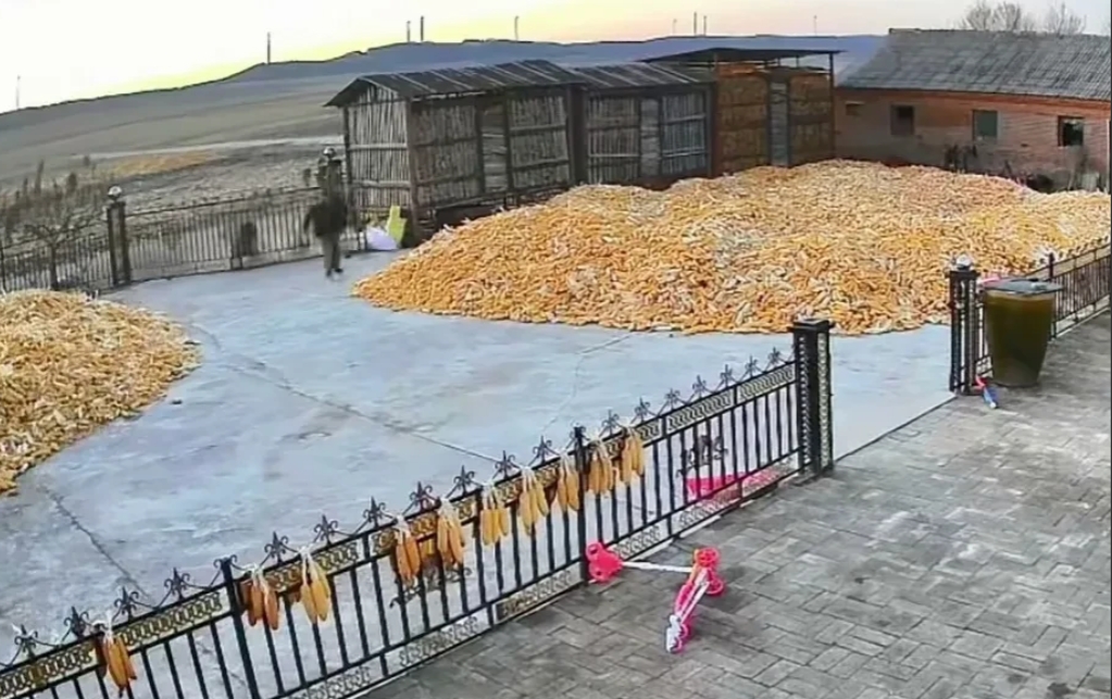 被东北虎咬伤的村民，他的治疗费用由谁来承担？黑龙江一村民正在自家牛棚里喂牛，突然