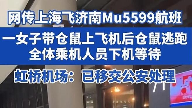 虹桥机场上闹哄哄，仓鼠登机添乐趣