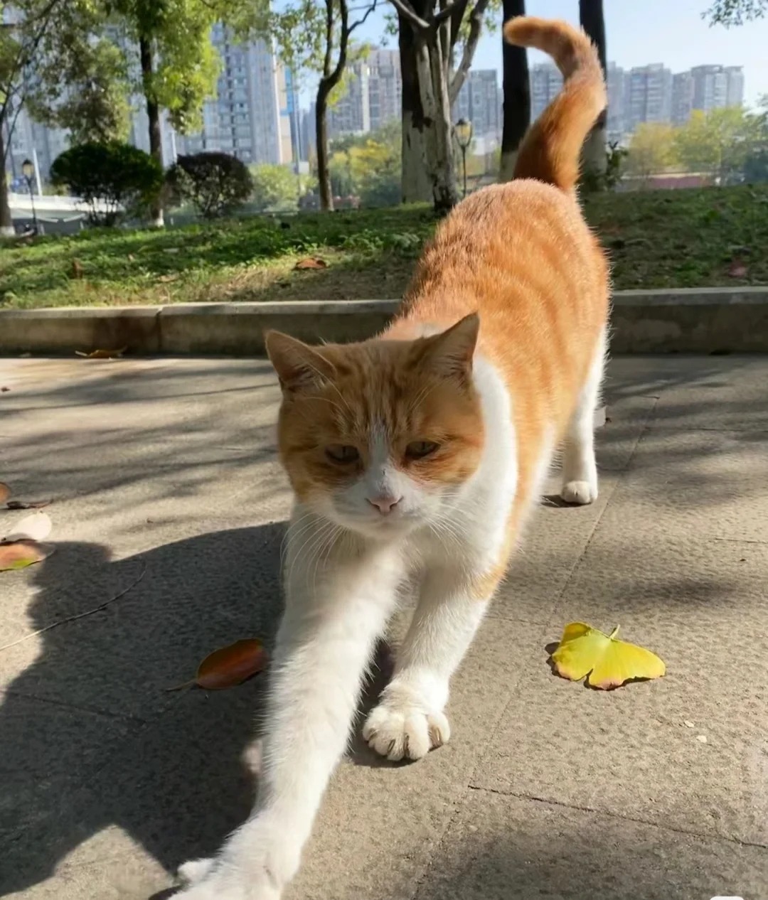 遇到了emjio🐱猫
好干净的小宝贝
想偷回家