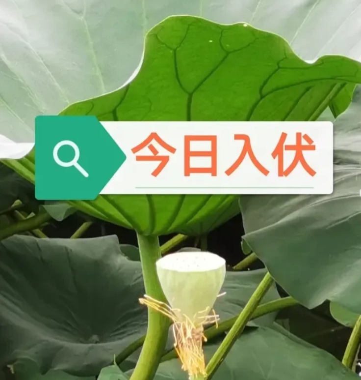 今日入伏，为啥不叫三暑？三伏的“伏”是什么意思？
今日入伏，今年又是40天
加长