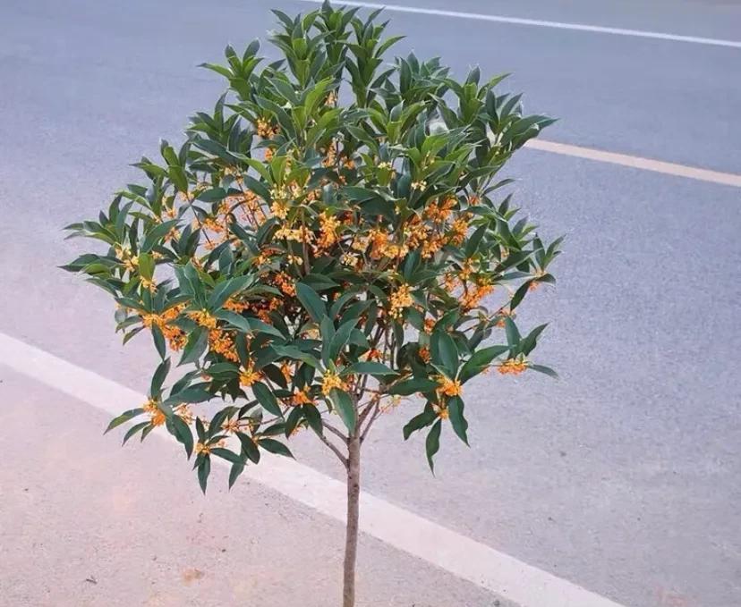 






   桂花是中国传统十大花卉之一，集绿化、美化、香化于一体的观赏与