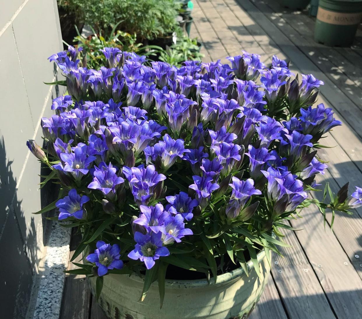 
龙胆花“海洋之心”，这几年很流行的“网红”盆栽花卉，和洋桔梗算是远亲，植株只有
