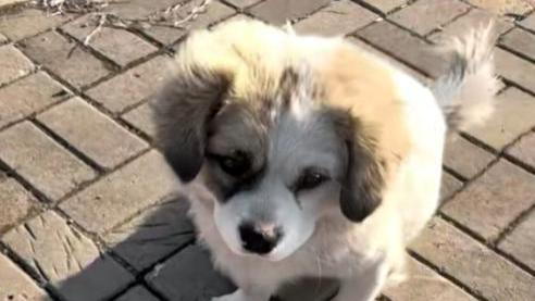 最新后续！伯恩山犬的主人正式收养两条流浪犬，会照顾好小黄小白